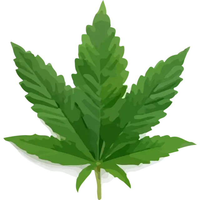 Choosing the Perfect Medicinal Cannabis Seeds Factors to Consider.