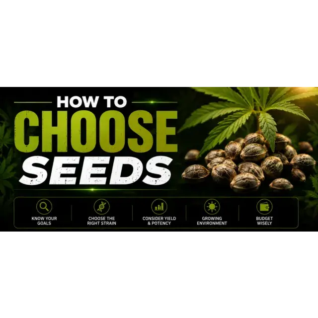 Cannabis Seeds: A Complete Guide for Finding the Right Genetics.