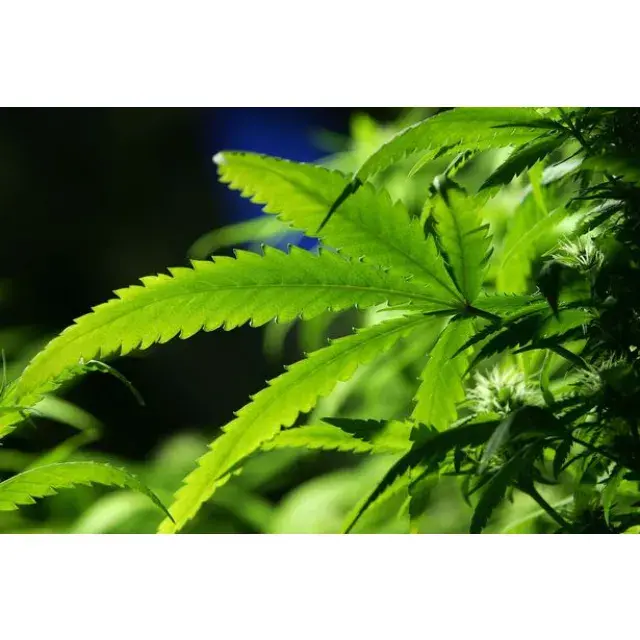 Introduction to Cannabis, Cannabis Oil, CBD oil and Hemp Oil