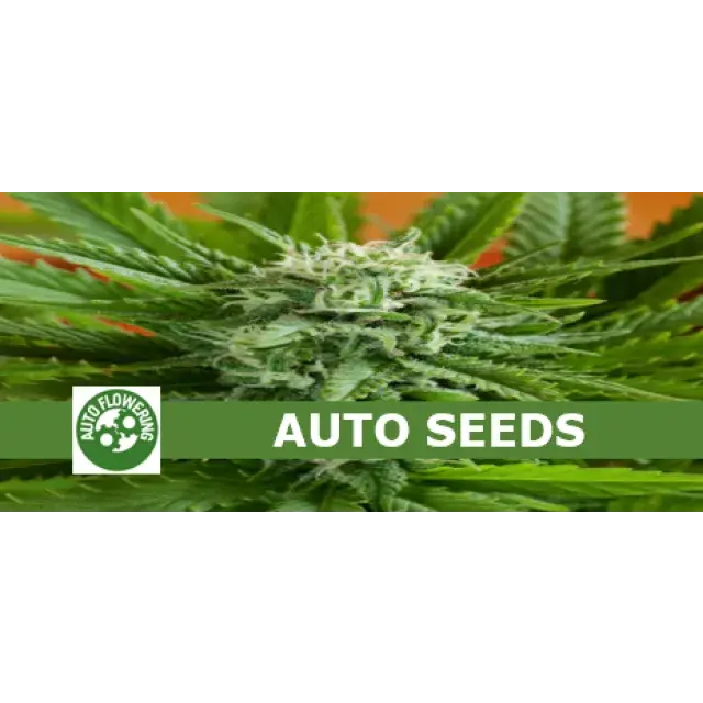 Best Auto Flowering Seeds of 2020 - Discount Cannabis Seeds