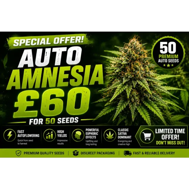 Cannabis Seeds: Auto Amnesia Bulk Seeds– 50 Seeds for Just £60.