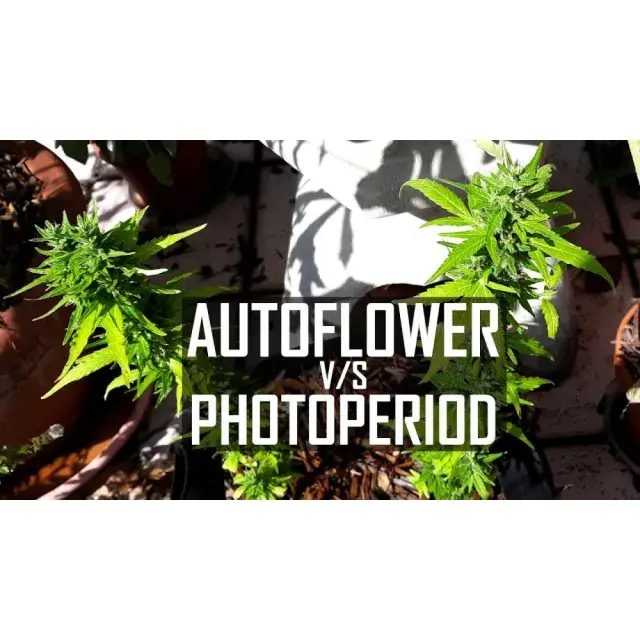 Autoflowering vs. feminisierte Cannabissamen: Welche Option ist bei Discount Cannabis Seeds die beste?
