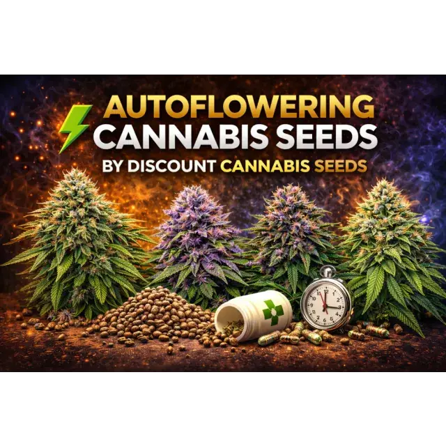 Cannabis Seeds: Best Auto flower Seeds In The UK.