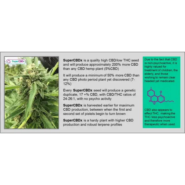  Cannabis Seeds - Super CBDx Seeds - High CBD Cannabis Seeds.