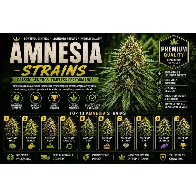 Amnesia Cannabis Seeds UK (Top Strains & Grow Guide 2026)