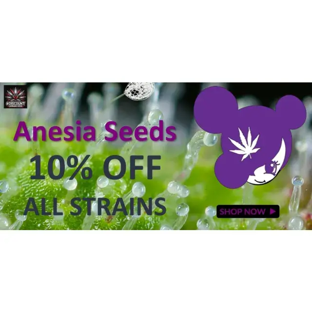 Unlock July Promotions: Enjoy 10% Off Anesia Seeds at Discount Cannabis Seeds.