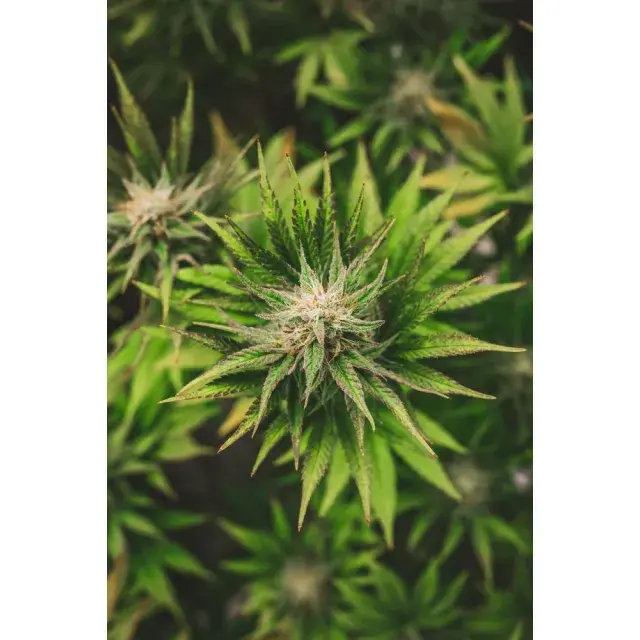 Tips for Successful Cultivation of Barneys Farm Cannabis Seeds.