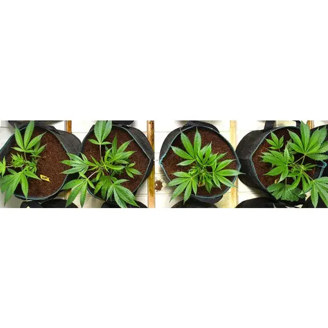 Cannabis Seeds Auto Flowering - Discount Cannabis Seeds.