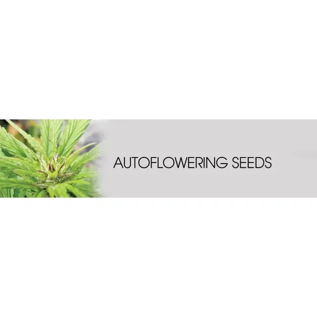 Cannabis Seeds - Auto flowering Strains.