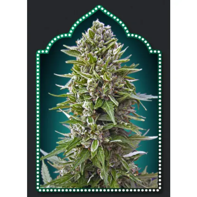 Auto Northern Lights - Female Seeds