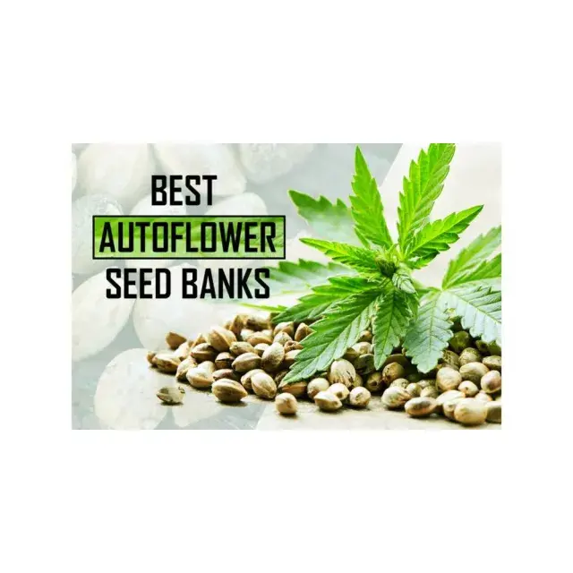 Auto Flowering Cannabis Seeds: The Future of Growing Marijuana