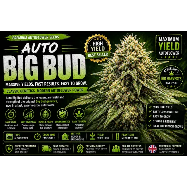 Auto Big Bud Cannabis Seeds UK (High Yield Auto flower Guide 2026).