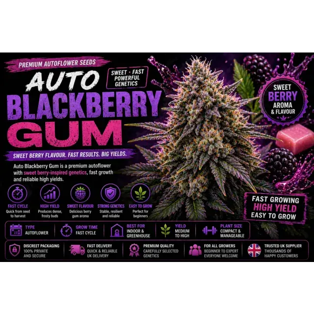 Auto Blackberry Gum Cannabis Seeds UK (Auto flower Guide 2026)