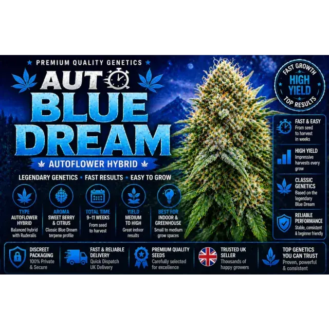 Auto Blue Dream Cannabis Seeds UK (Fast Hybrid Guide 2026).