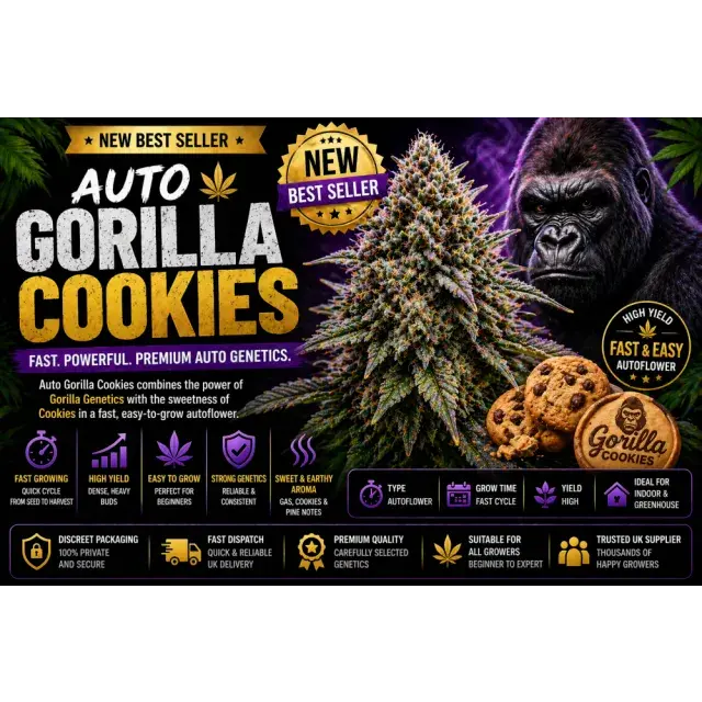 Auto Gorilla Cookies Cannabis Seeds (New Best Seller UK).