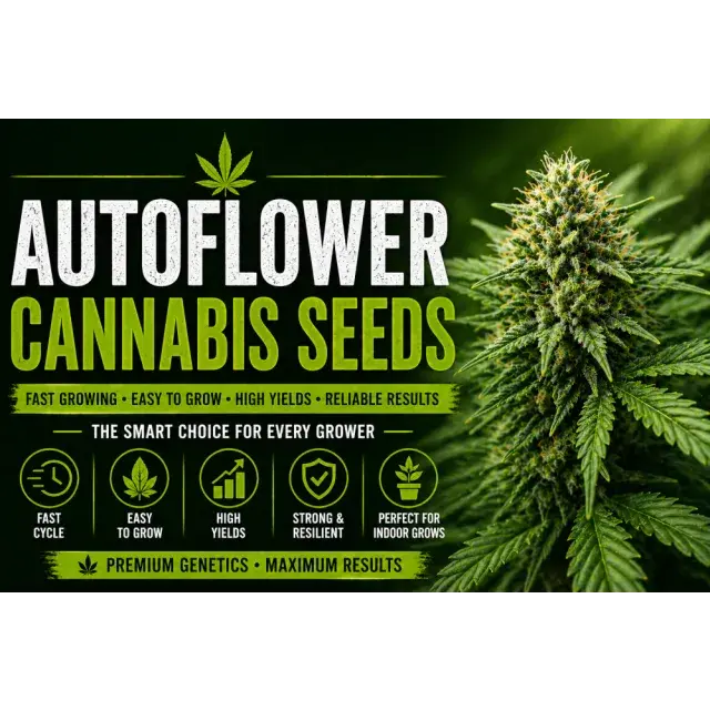 Cheap Auto flower Cannabis Seeds With Big Yields.