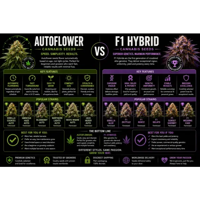 Cannabis Seeds: Auto flower Seeds vs F1 Hybrid Cannabis Seeds.