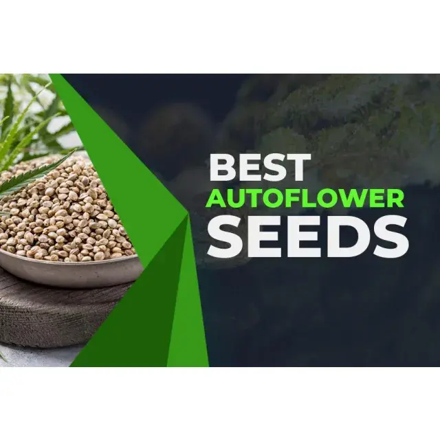 Auto flower Cannabis Seeds: Why Every Grower Is Switching.