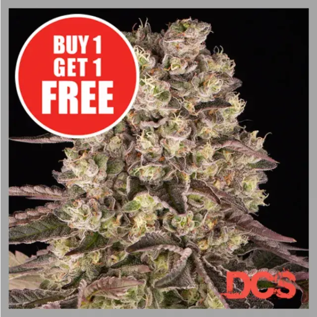 Discover the Best Deals on Cannabis Seeds: Buy 5, Get 5 Free Offer!