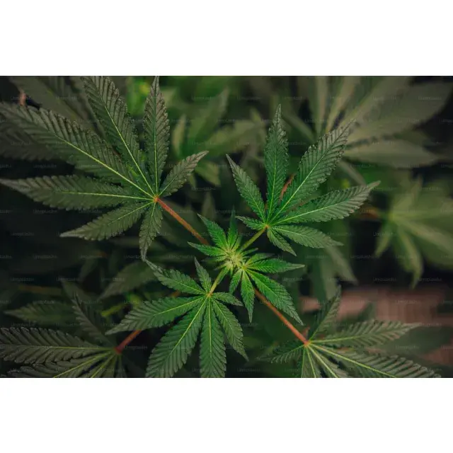 Discount Cannabis Seeds: The Guide to DCS Brand Cannabis Seeds.