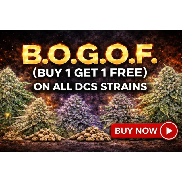 Discount Cannabis Seeds: Cheap Cannabis Seeds UK (Budget Guide 2026)