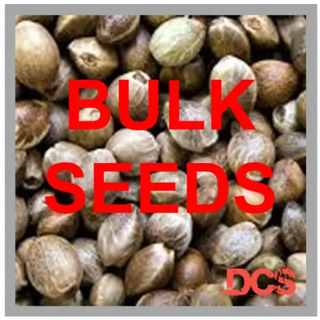 Is £100 for 100 Cannabis Seeds Worth It at Discount Cannabis Seeds? A Comprehensive Review.