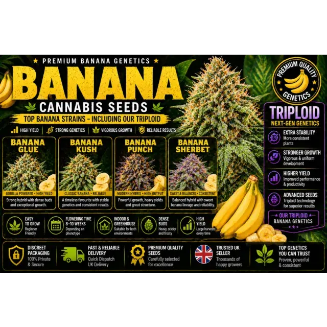 Banana Cannabis Seeds UK (Top Strains + Triploid Guide 2026)