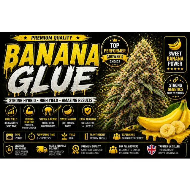 Banana Glue Cannabis Seeds UK (High Yield Hybrid Guide 2026).