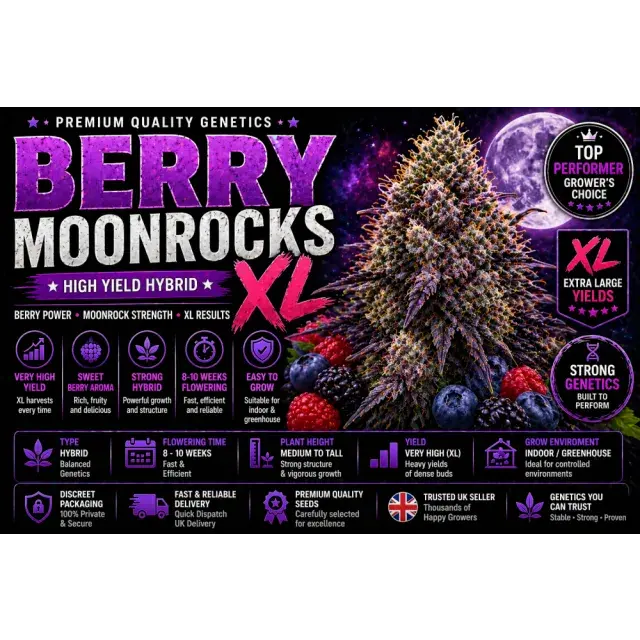 Berry Moonrocks XL Cannabis Seeds UK (High Yield Hybrid Guide 2026).