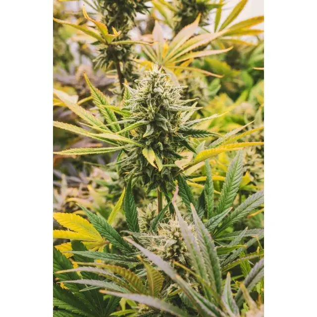 How to Grow Big Autoflower Cannabis Seeds Plants.