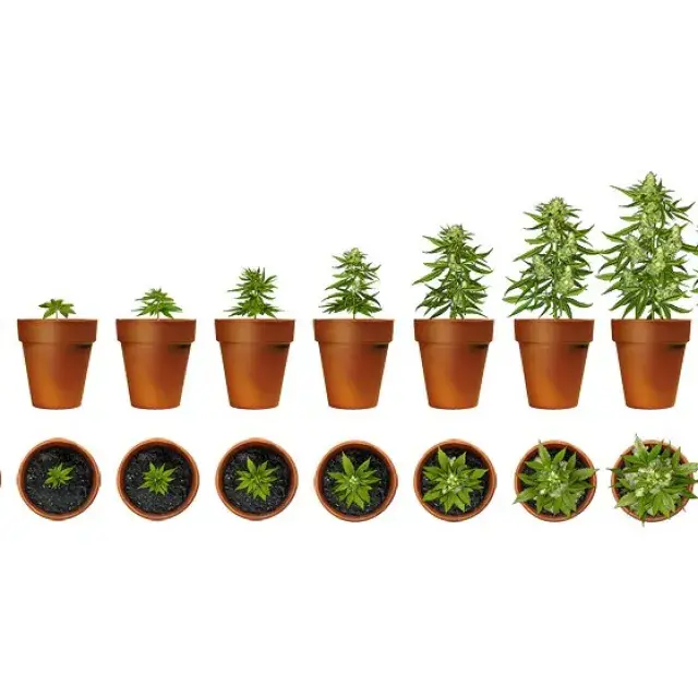 Cannabis Seeds - Discount Cannabis Seeds