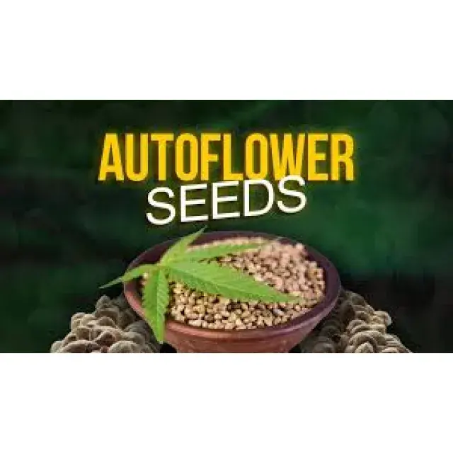 Best Auto flower Cannabis Seeds UK (Top Fast Growing Genetics)