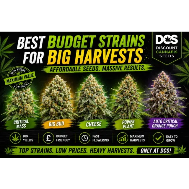 Cannabis Seeds: The Best Budget Strains for Big Harvests.
