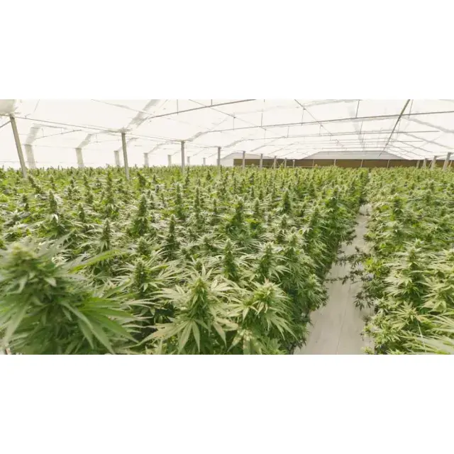 The Best Bulk Cannabis Seeds for Commercial Growers.