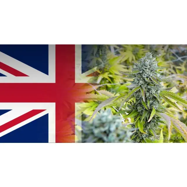 Cannabis Seeds: How Breeders Are Cultivating in the UK.