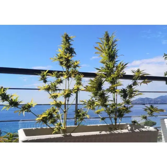 Cannabis Seeds for Balcony Growing UK Small Space Outdoor Guide.