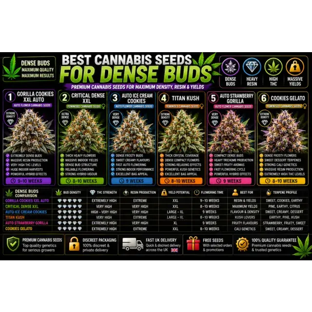 Cannabis Seeds: The Best Cannabis Seeds for Dense Buds.