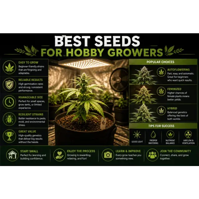 Cannabis Seeds for Hobby Growers: Top Genetics.