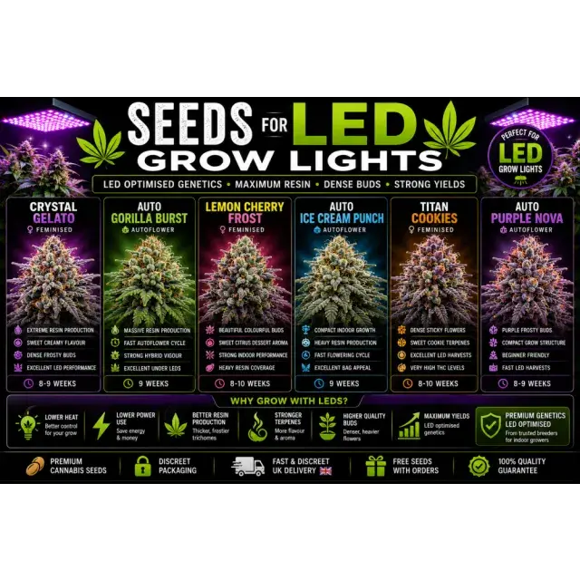 Cannabis Seeds: The Best Cannabis Seeds for LED Grow Lights.