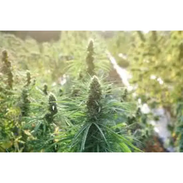 Best Cannabis Seeds for Rain UK (Top Weather-Resistant Strains 2026)