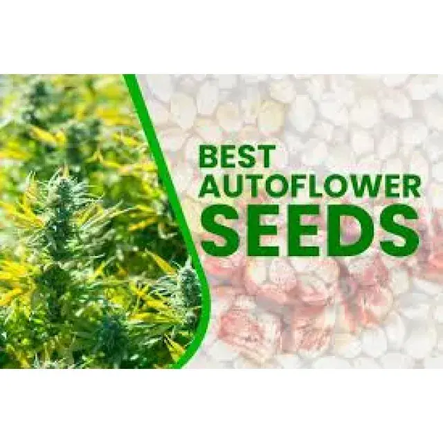 Best Cheap Auto Flower Cannabis Seeds UK at Discount Cannabis Seeds