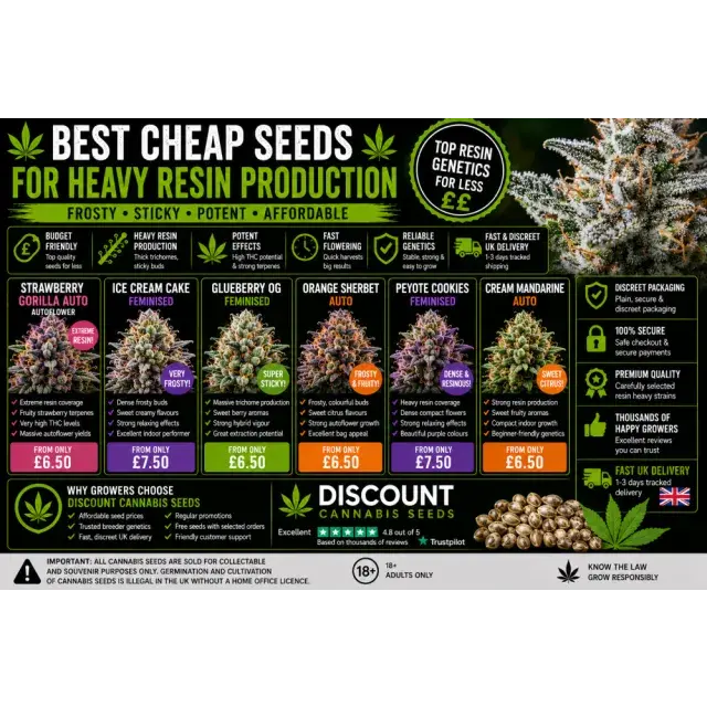 Cannabis Seeds: The Best Cheap Seeds for Heavy Resin Production.