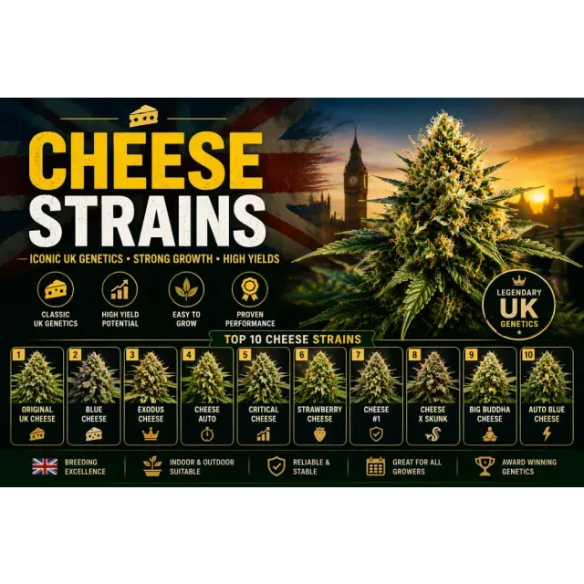 Best Cheese Cannabis Seeds UK (Top UK Genetics Guide 2026).