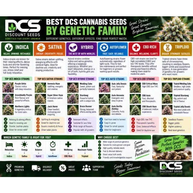 Cannabis Seeds: The Best DCS Cannabis Seeds by Genetic Family.