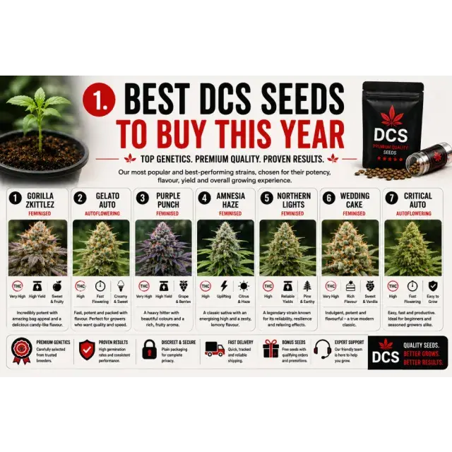 Cannabis Seeds: The Best DCS Cannabis Seeds to Buy This Year.