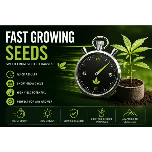 Best Fast Growing Cannabis Seeds UK (Speed From Seed to Harvest 2026).