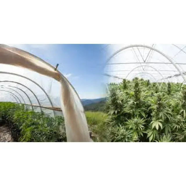 Best Greenhouse Cannabis Seeds UK 2026 — Grower’s Complete Guide