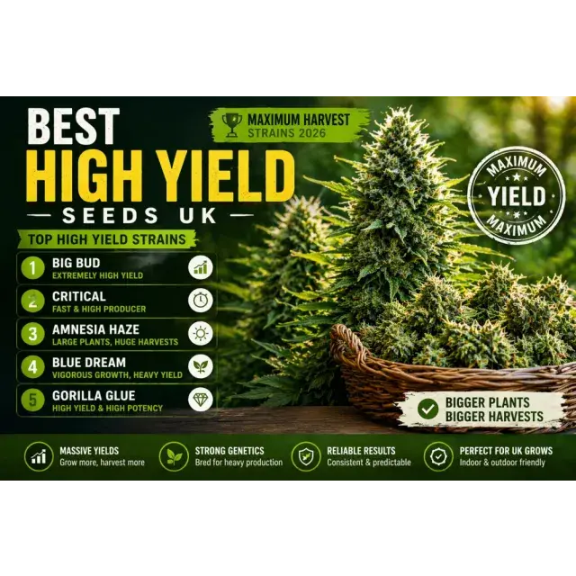 Best High Yield Cannabis Seeds UK (Maximum Harvest Strains 2026).