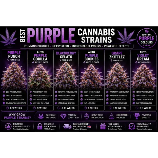 Cannabis Seeds: The Best Purple Cannabis Strains.