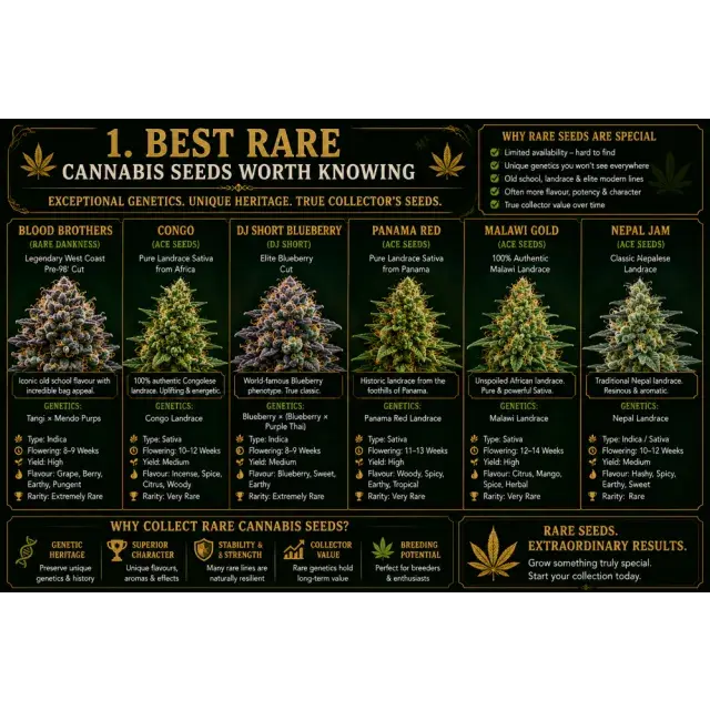 Cannabis Seeds: The Best Rare Cannabis Seeds Worth Knowing.